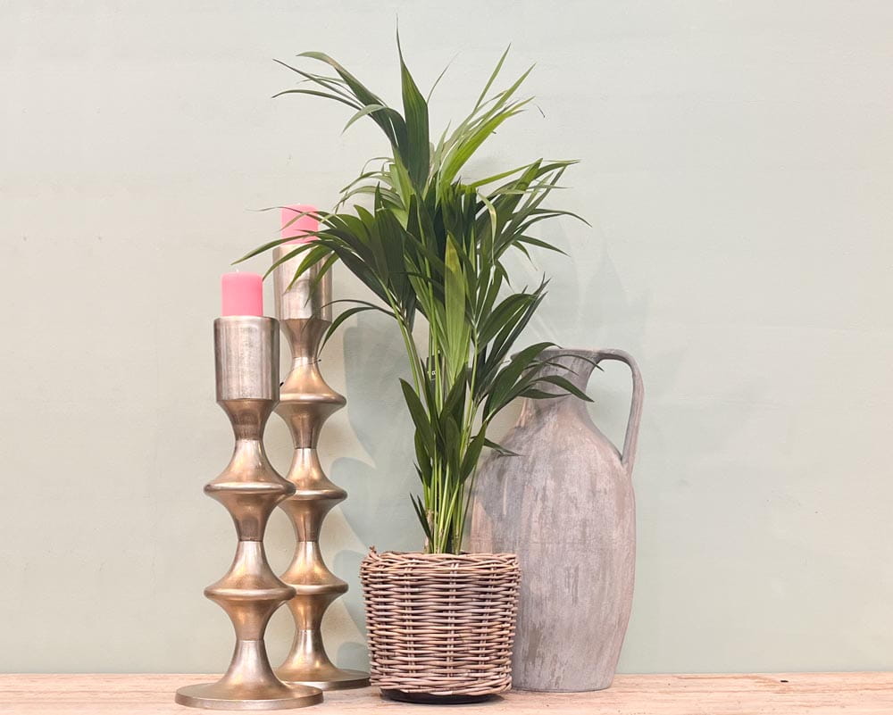 Kentiapalme • Howea forsteriana Topfdurchmesser 21 cm, 120 cm hoch Topfware Ansicht 5