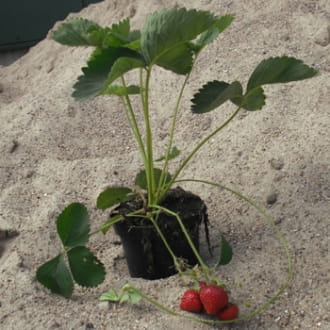Erdbeere 'Honeoye' • Fragaria Hybride 'Honeoye' Ansicht 3