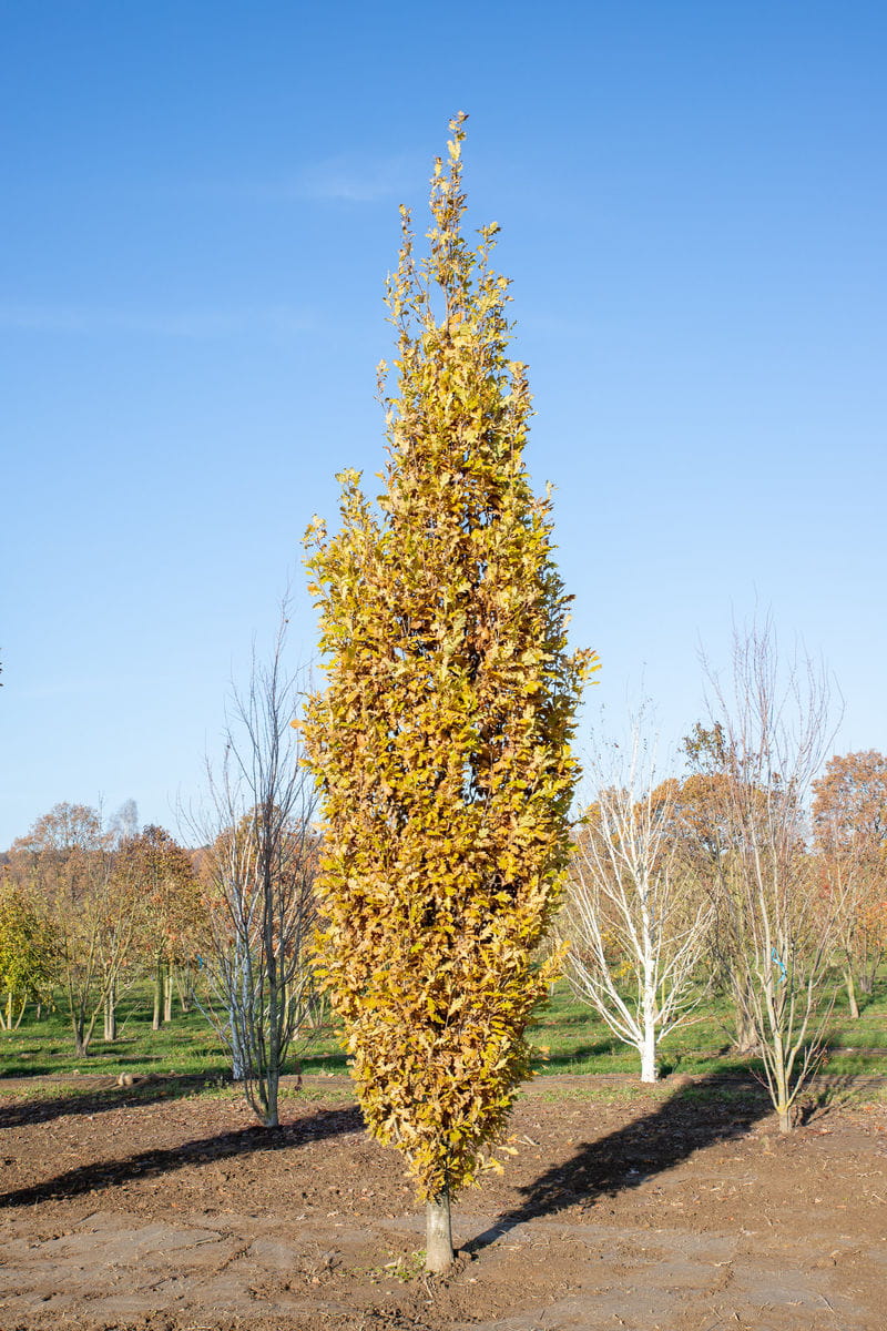 Eiche 'Fastigiata Koster' • Quercus robur 'Fastigiata Koster' Ansicht 2