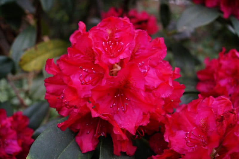 Rhododendron 'Mrs.P.den Ouden' • Rhododendron Hybride 'Mrs.P.den Ouden' Ansicht 1