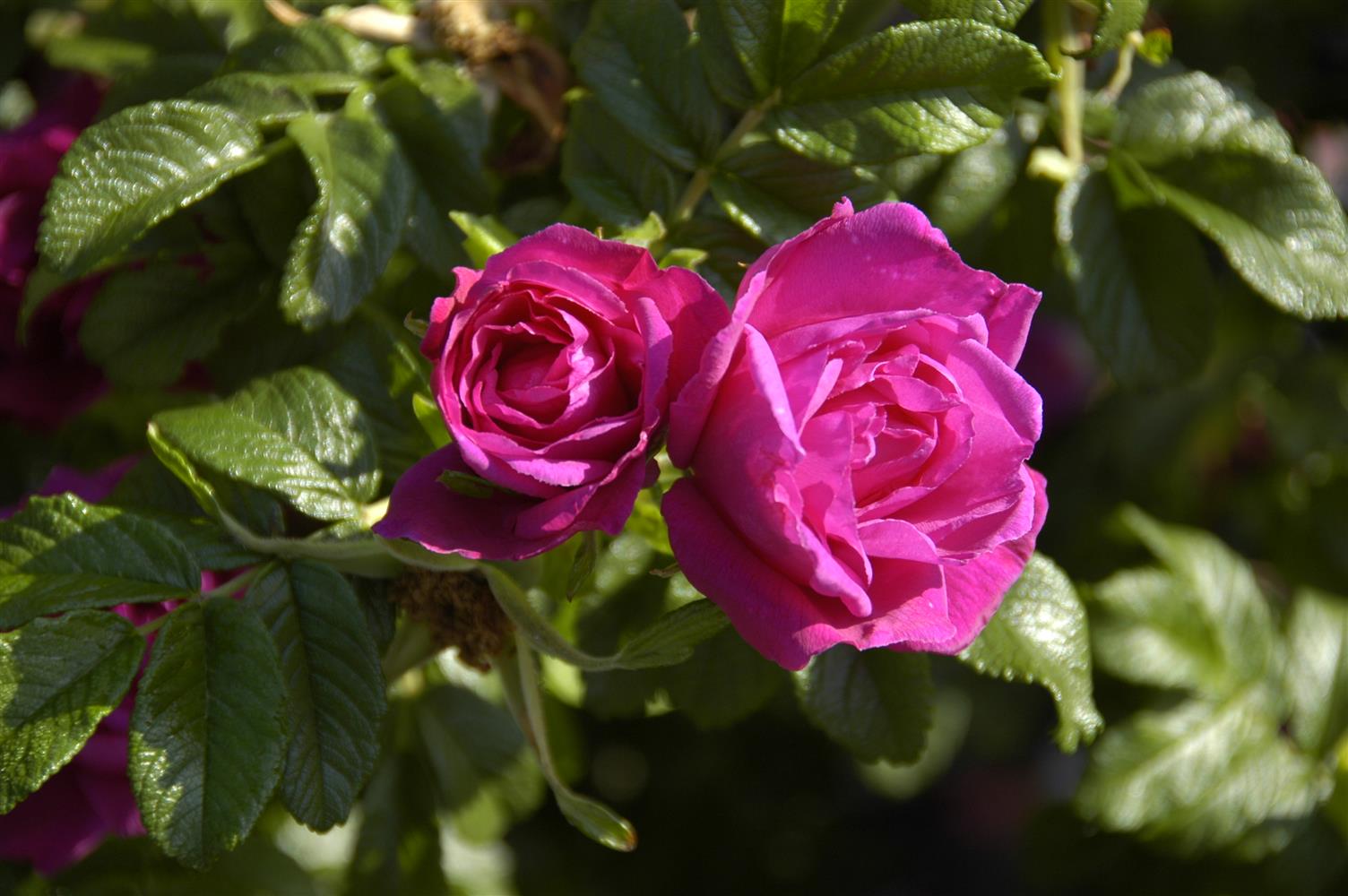 Strauchrose 'Rotes Meer' • Rosa 'Rotes Meer' Ansicht 1