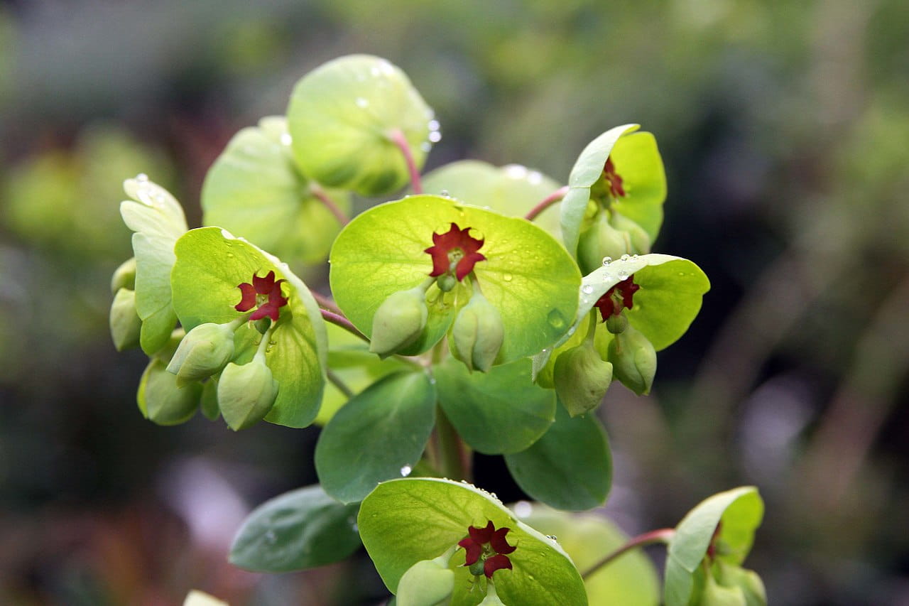 Bastard Wolfsmilch • Euphorbia martinii