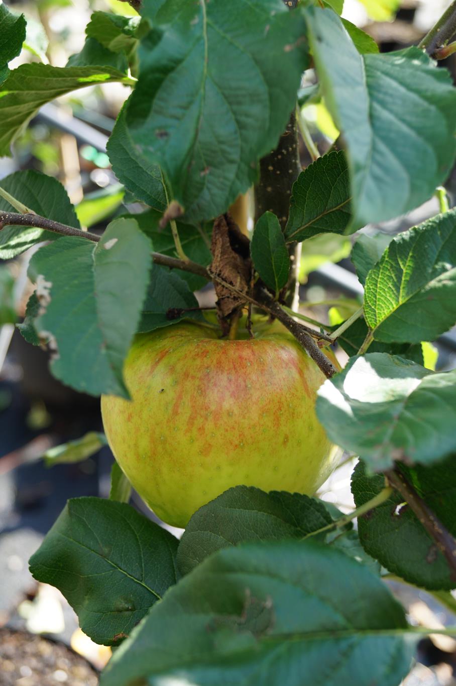 Apfel 'Santana' • Malus 'Santana' Containerware Halbstamm Ansicht 3