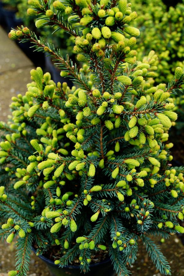 Blaue Igelfichte 'Echiniformis' • Picea glauca 'Echiniformis' Ansicht 6