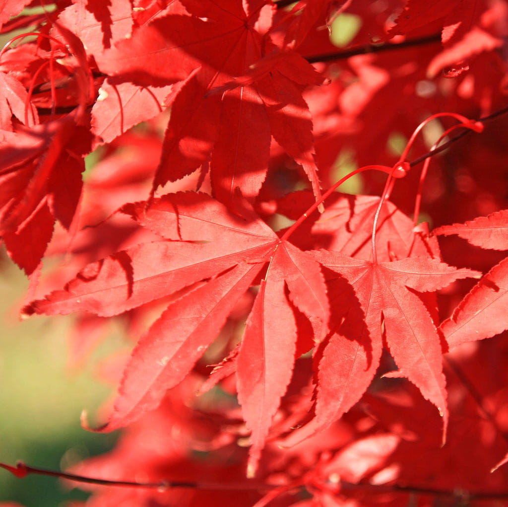Fächerahorn 'Fireglow' • Acer palmatum 'Fireglow' Ansicht 1