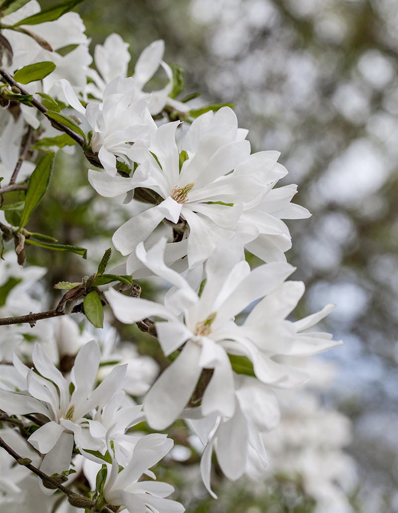Sternmagnolie • Magnolia stellata Ansicht 3