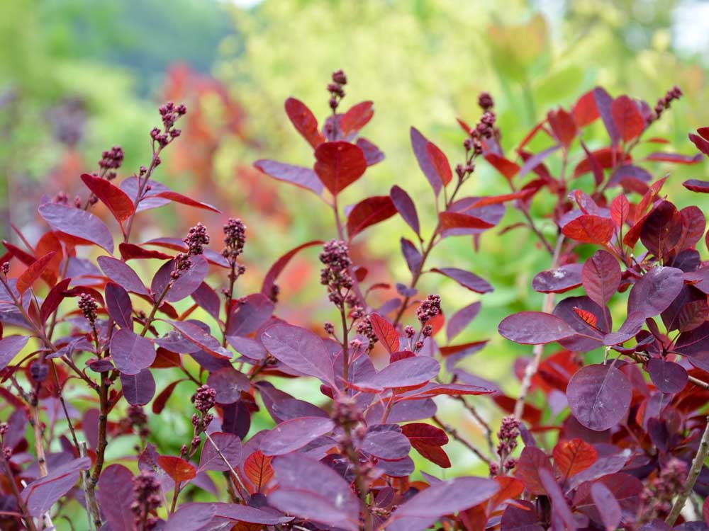 Roter Perückenstrauch 'Royal Purple' • Cotinus coggygria 'Royal Purple' Ansicht 2