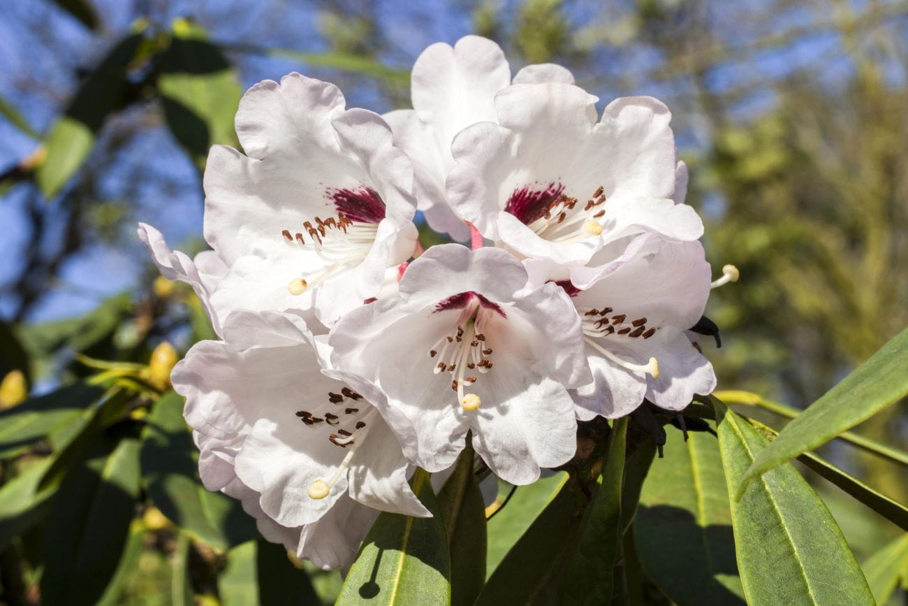 Rhododendron 'Blueshine Girl' • Rhododendron Hybr. 'Blueshine Girl'