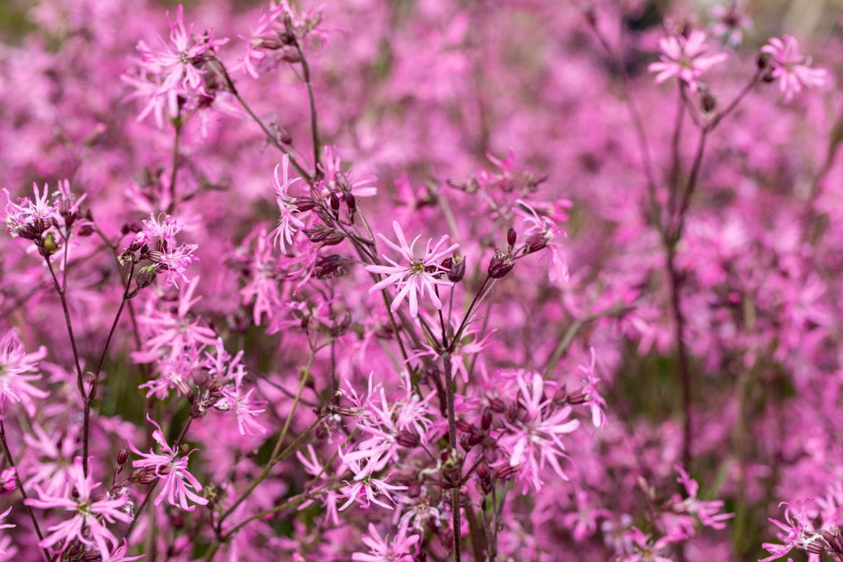 Kuckucks-Lichtnelke • Lychnis flos-cuculi Ansicht 5