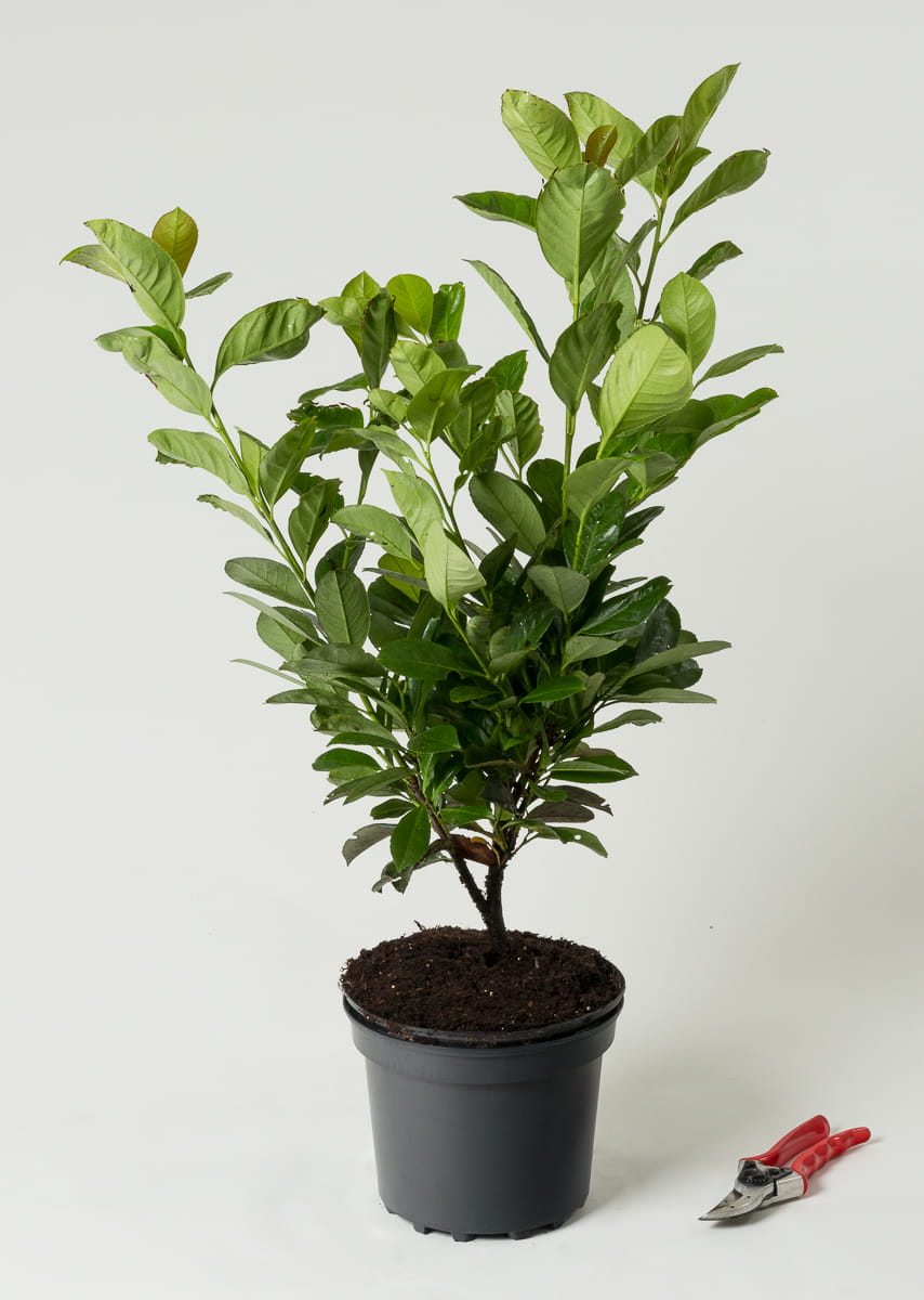Kirschlorbeer 'Etna' • Prunus laurocerasus 'Etna' 40-60 cm hoch, Containerware Ansicht 1
