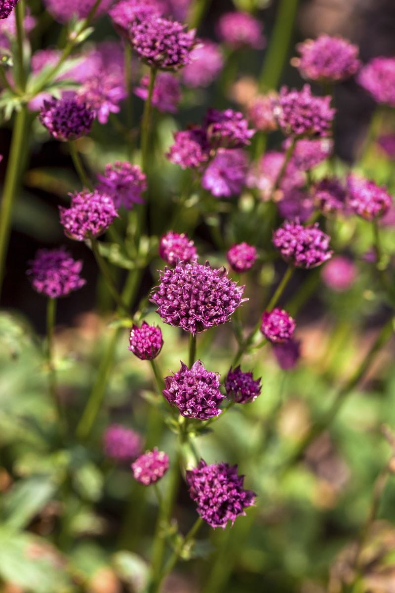 Große Sterndolde • Astrantia major Claret Ansicht 2