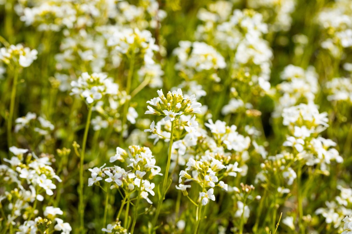 Schaumkresse 'Glacier' • Arabis procurrens 'Glacier' Ansicht 3