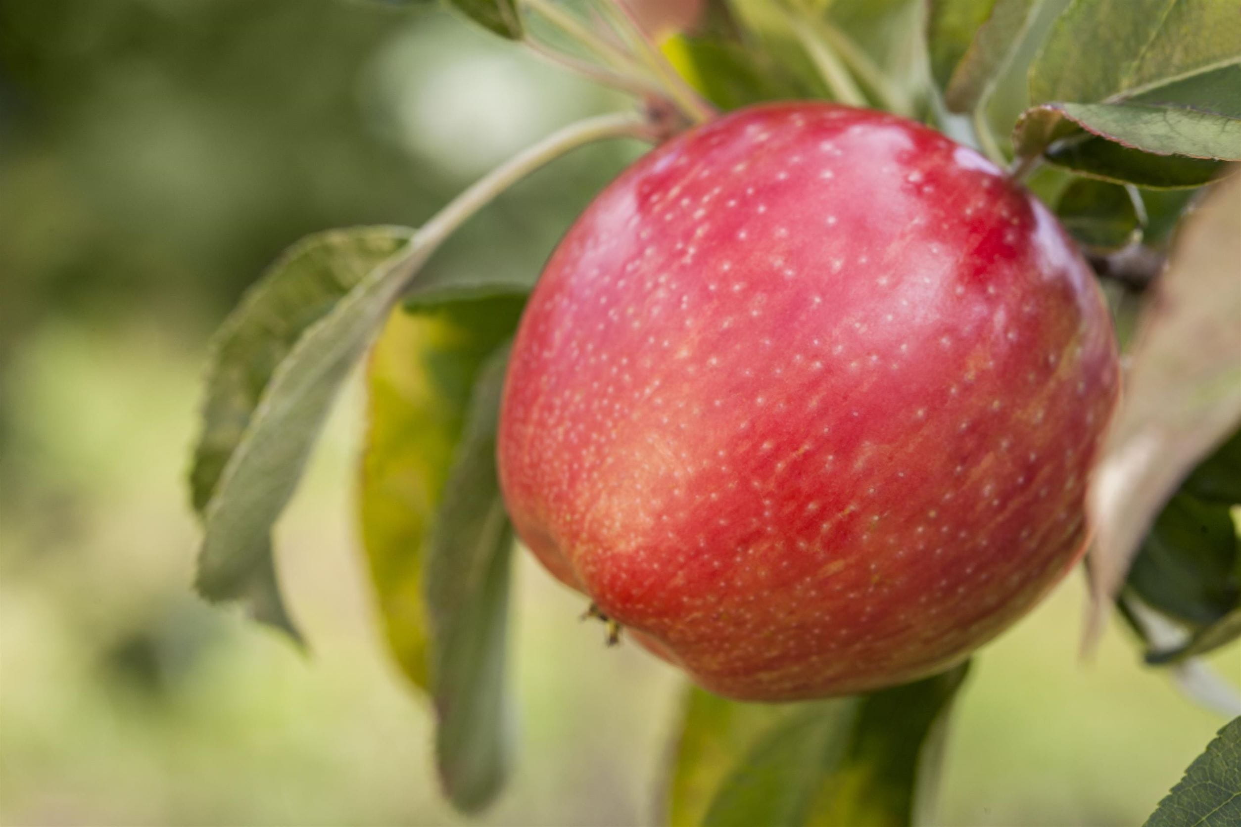 Apfel 'Gloster 69' • Malus 'Gloster 69' Ansicht 1