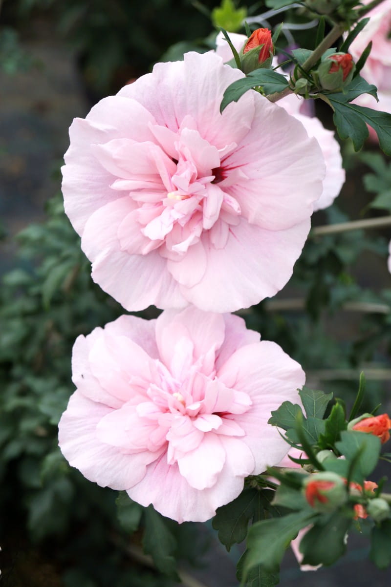 Roseneibisch 'Pink Chiffon' • Hibiscus syriacus 'Pink Chiffon'