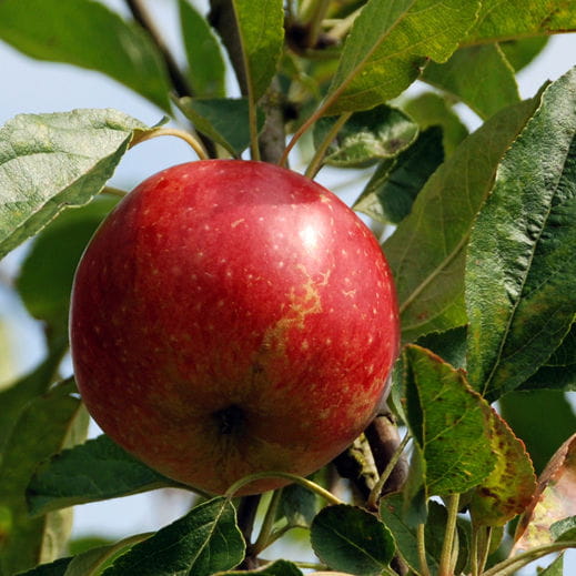 Apfel 'Rote Sternrenette' • Malus 'Rote Sternrenette' Ansicht 3