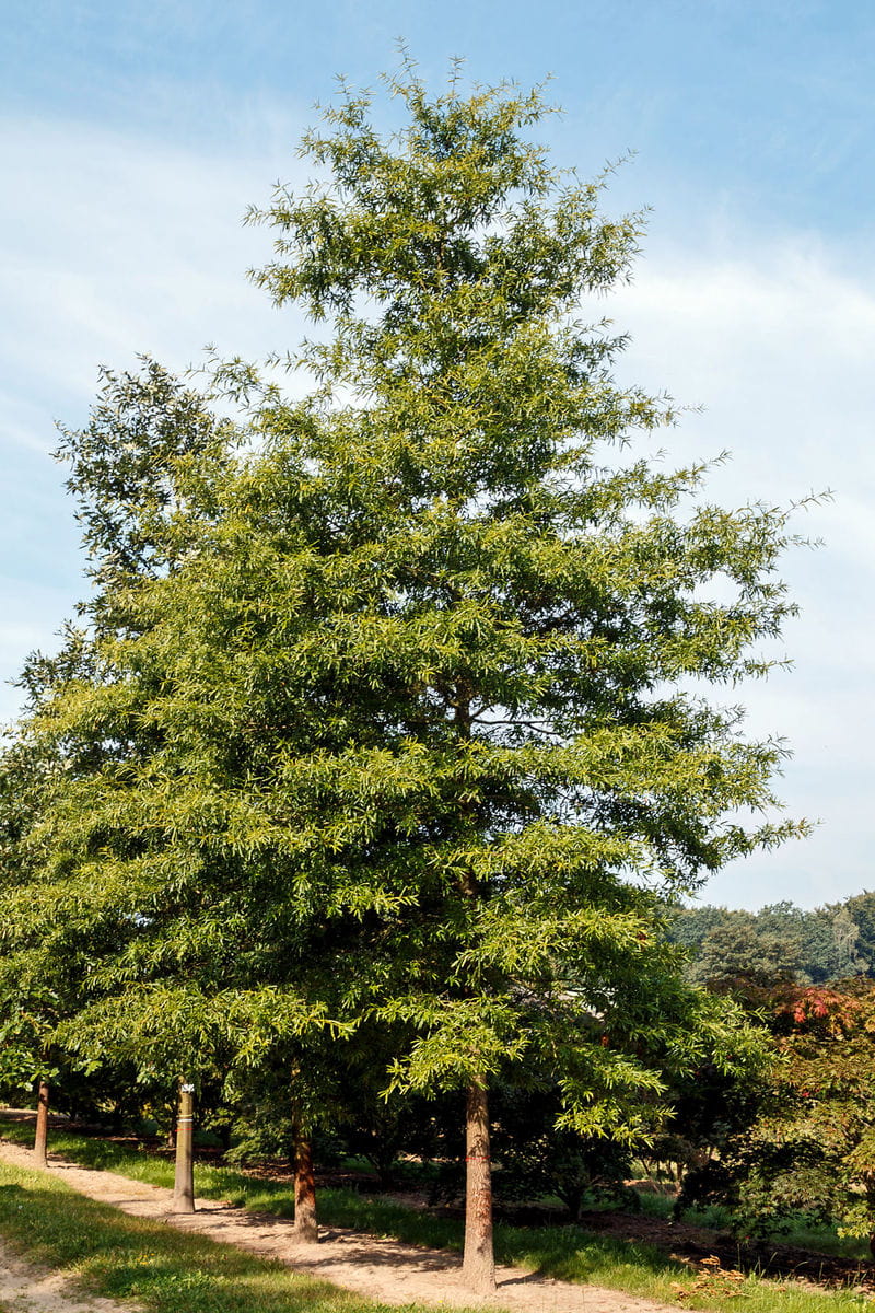 Weiden-Eiche • Quercus phellos Ansicht 2