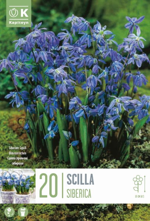 Blumenzwiebel - Scilla siberica 20er Packung