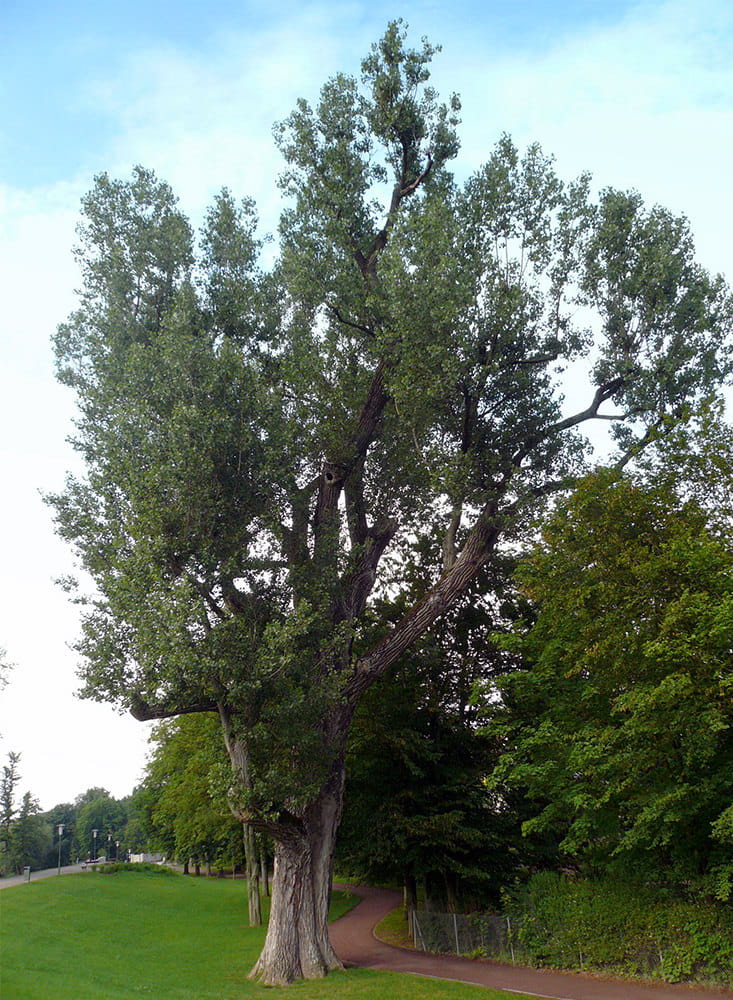 Schwarzpappel • Populus nigra Ansicht 1