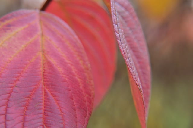 Roter Hartriegel • Cornus sanguinea Containerware 100-150 cm hoch, Ansicht 2