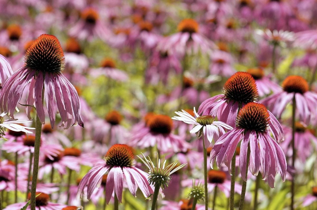 Bleicher Scheinsonnenhut • Echinacea pallida