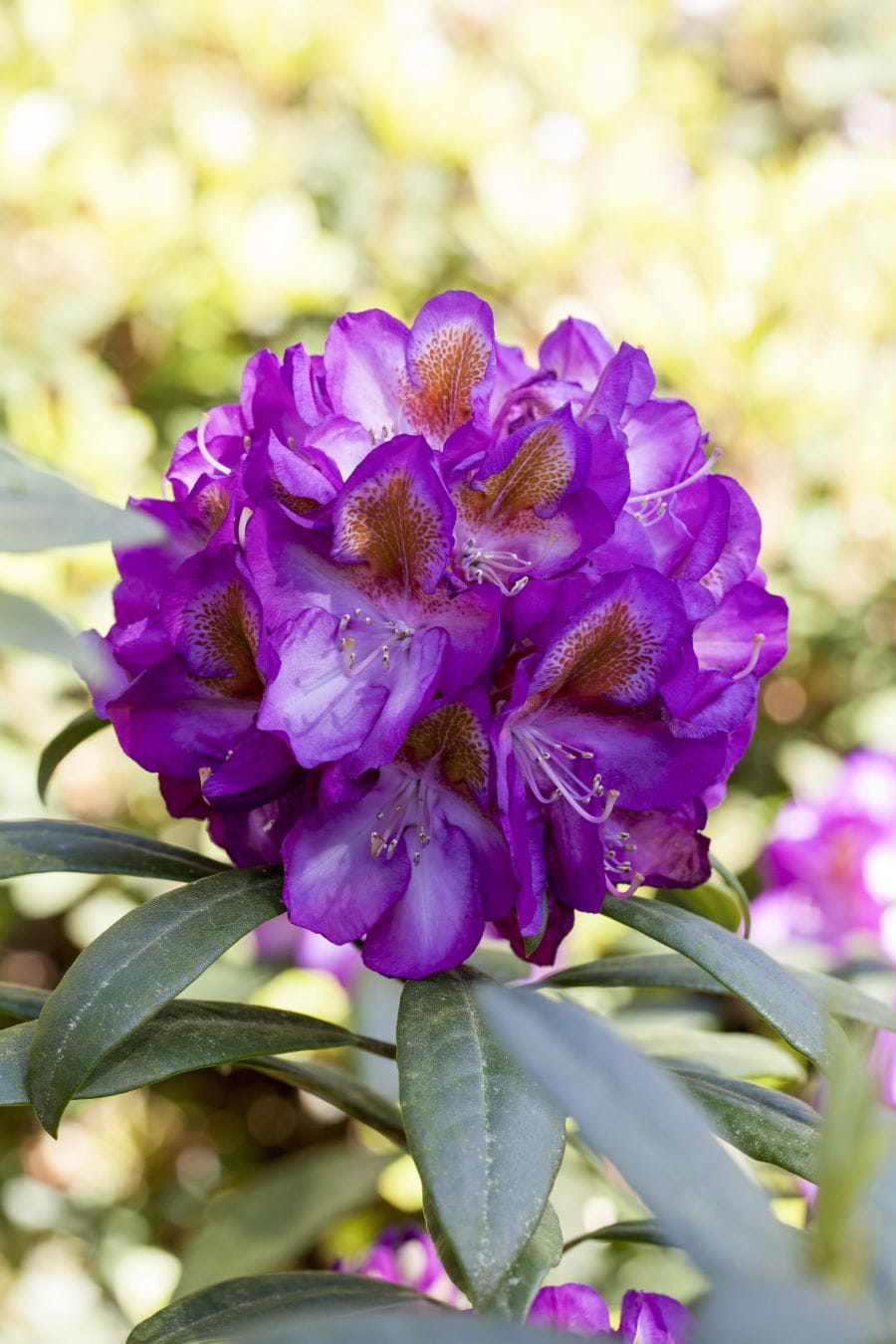 Rhododendron 'Bluebell' • Rhododendron Hybr. 'Bluebell'