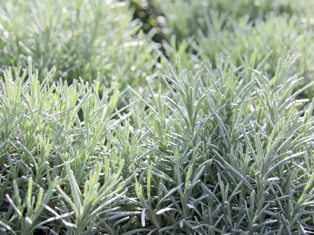 Echter Lavendel • Lavandula angustifolia Ansicht 2