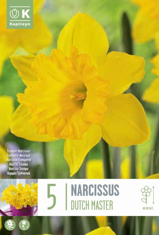 Blumenzwiebel - Narcissus 'Dutch Master' 5er Packung