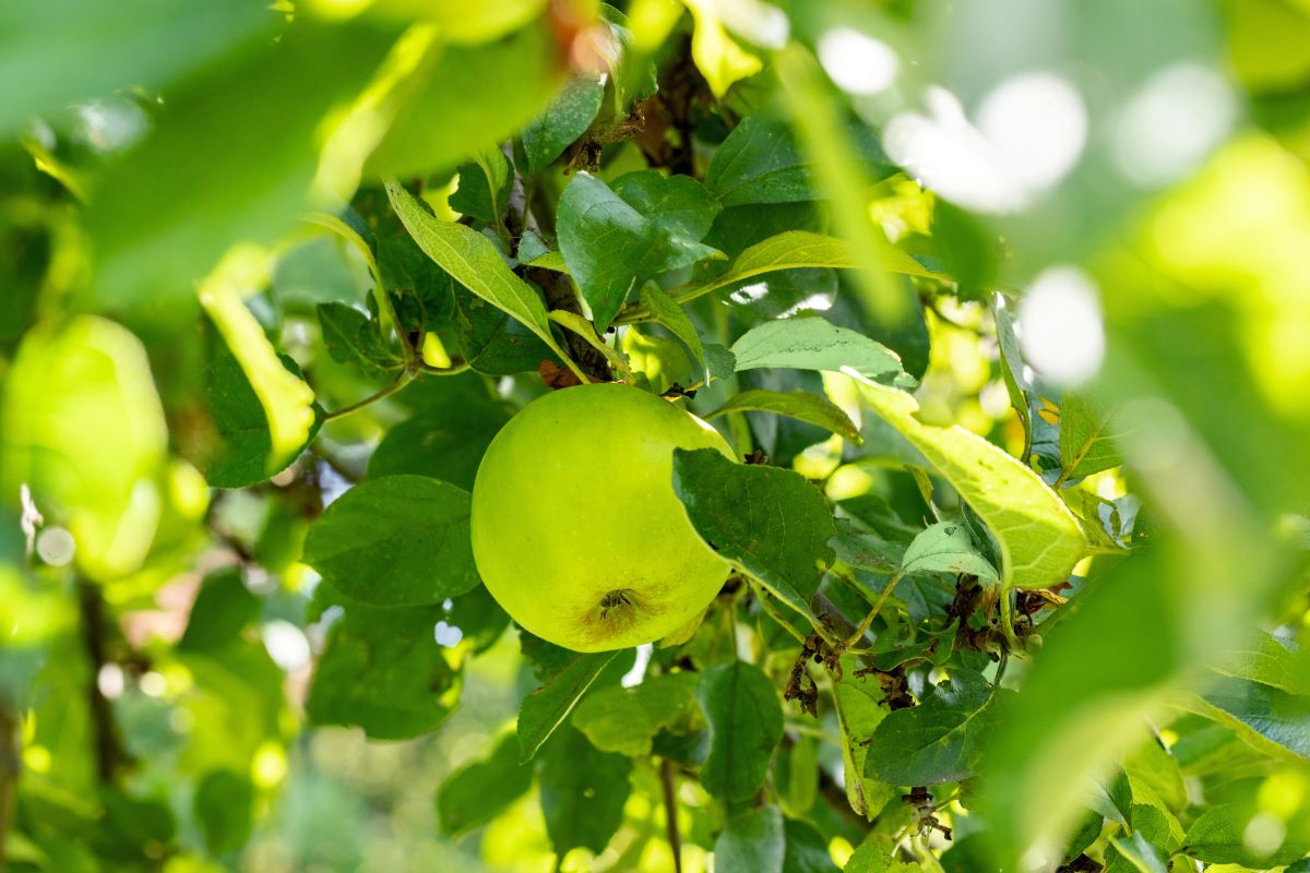 Apfel 'Gelber Edelapfel' • Malus 'Gelber Edelapfel' 80-120 cm
 Containerware Ansicht 1