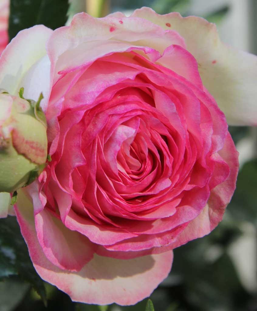 Strauchrose 'Eden Rose 85' • Rosa 'Eden Rose 85' Ansicht 3