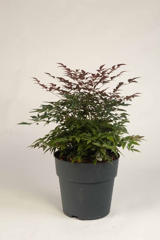 Heiliger Bambus 'Obsessed' • Nandina domestica 'Obsessed'