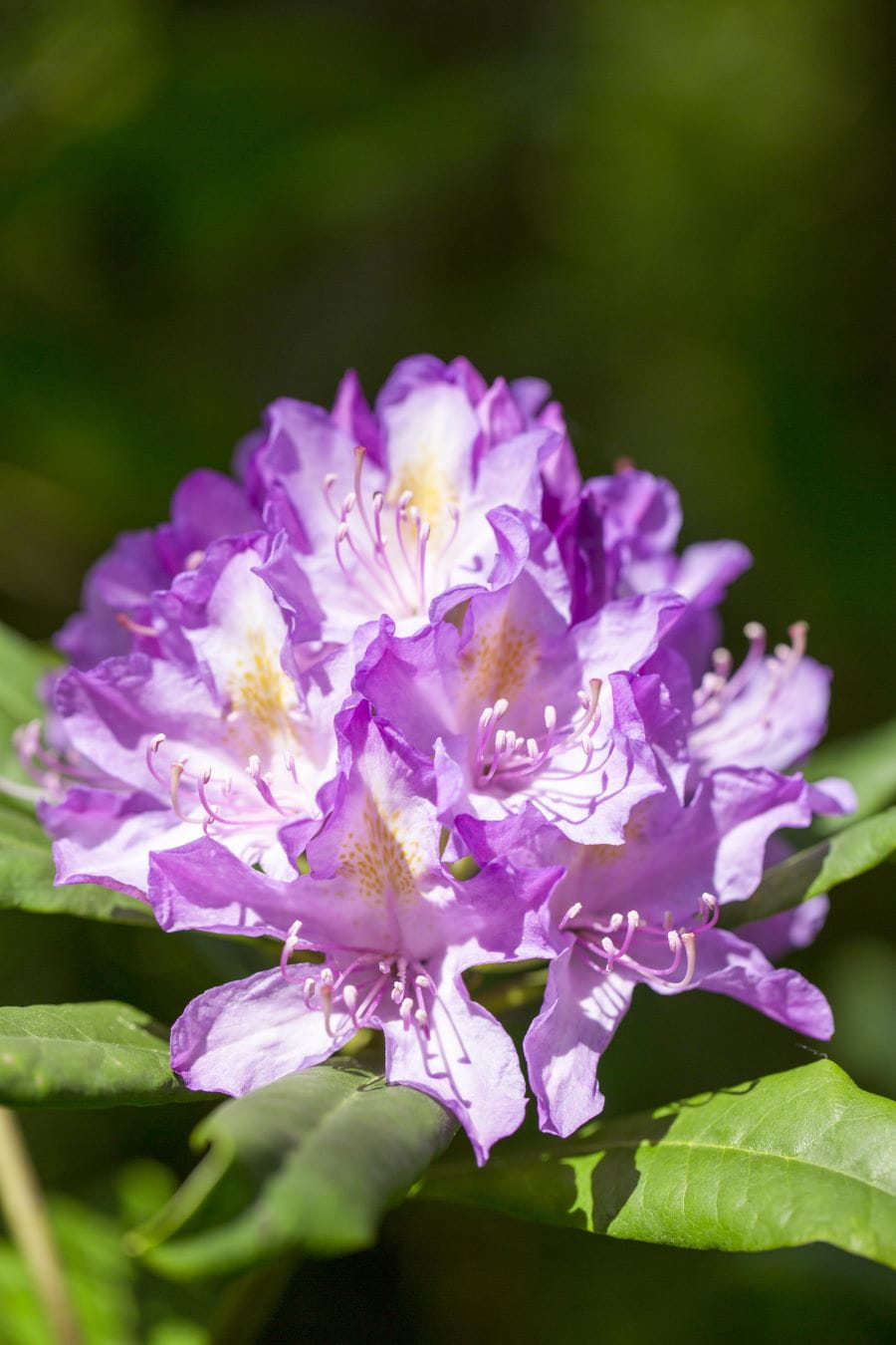 Rhododendron 'Virginia Delp' • Rhododendron Hybride 'Vrginia Delp' Ansicht 1