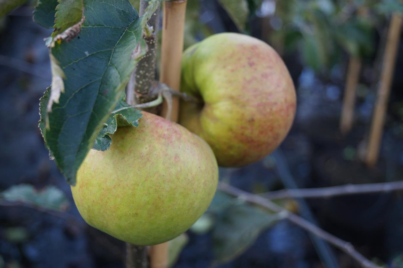Apfel 'Jonagold' • Malus 'Jonagold' Containerware Halbstamm Ansicht 5