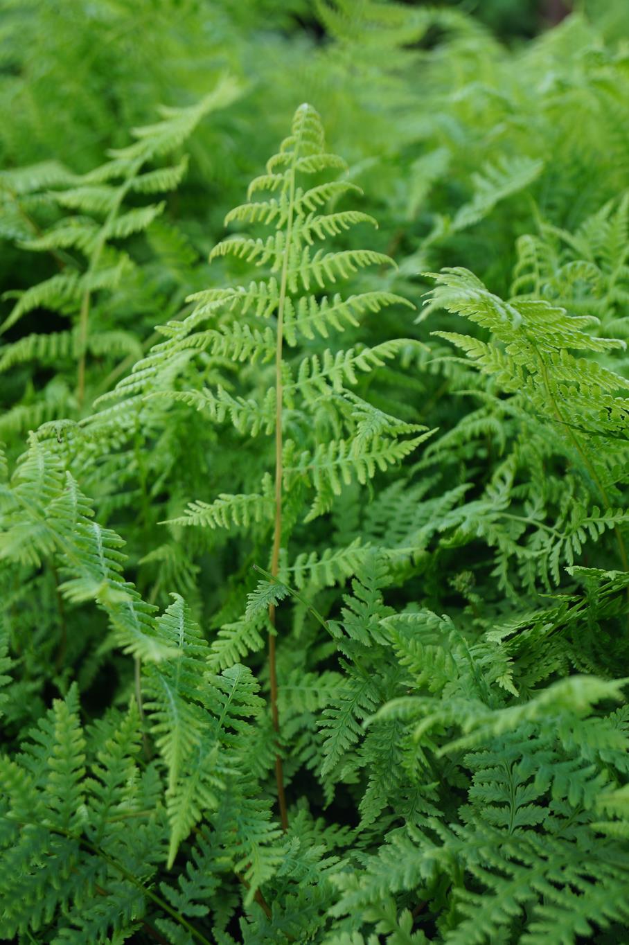 Frauenfarn Lady in Red • Athyrium filix femina Lady in Red Ansicht 14 Frauenfarn Lady in Red • Athyrium filix femina Lady in Red Ansicht 14