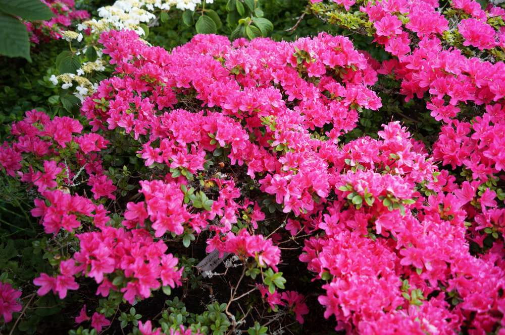 Japanische Azalee 'Rubinetta' • Rhododendron obtusum 'Rubinetta'
