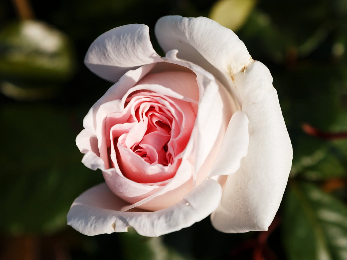 Edelrose 'Schloß Ippenburg' • Rosa 'Schloß Ippenburg' Ansicht 5