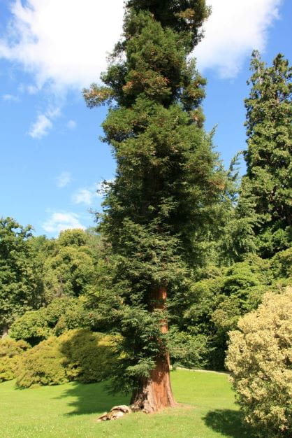 Küstenmammutbaum 'Redwood' • Sequoia sempervirens 'Redwood' Ansicht 1