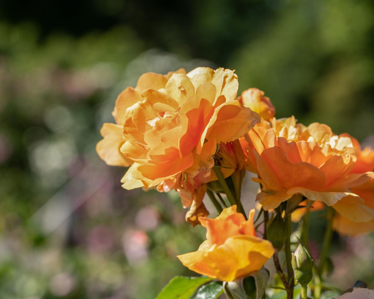 Edelrose 'Tea Time' • Rosa 'Tea Time' Ansicht 4