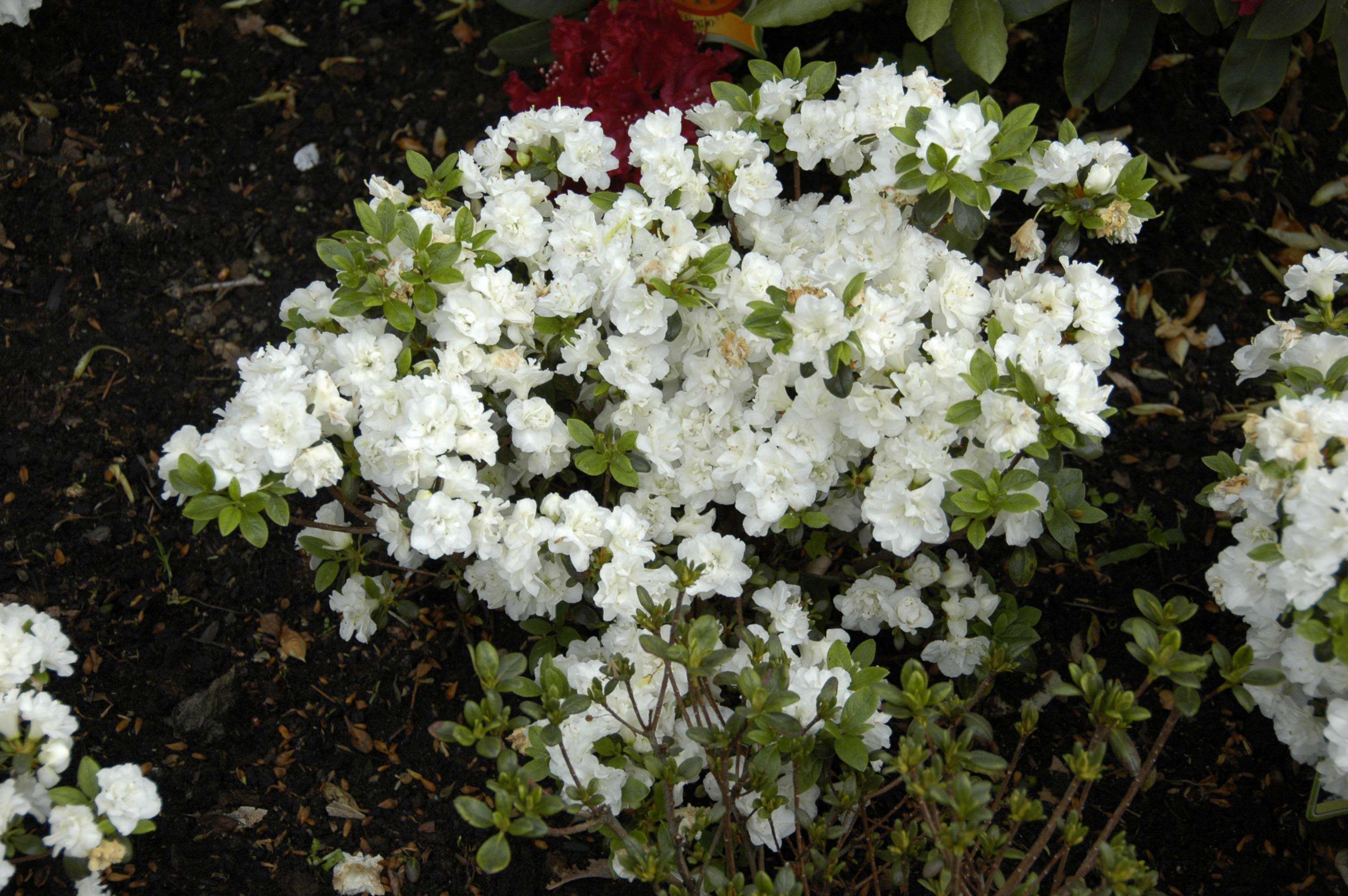 Japanische Azalee 'Eisprinzessin'® • Rhododendron obtusum 'Eisprinzessin'®
