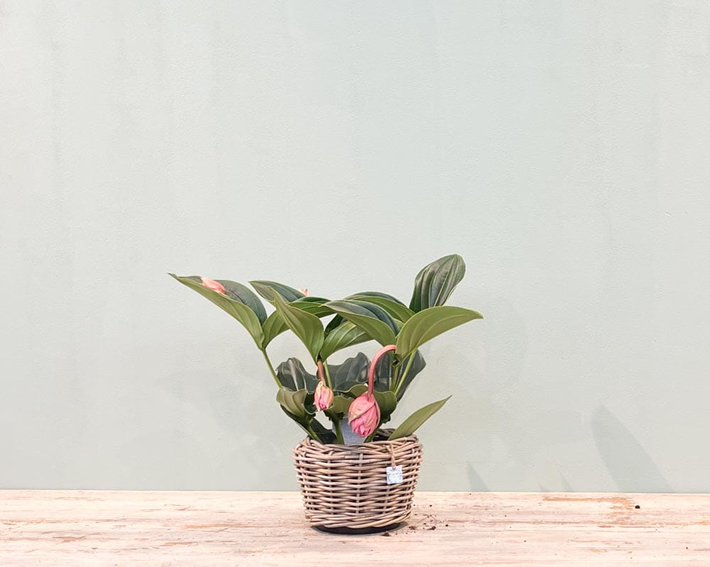 Medinille 'Candy' • Medinilla magnifica Candy Topfdurchmesser 17 cm, 55 cm hoch, 2 Etagen, 4 Knospen Topfware Ansicht 4