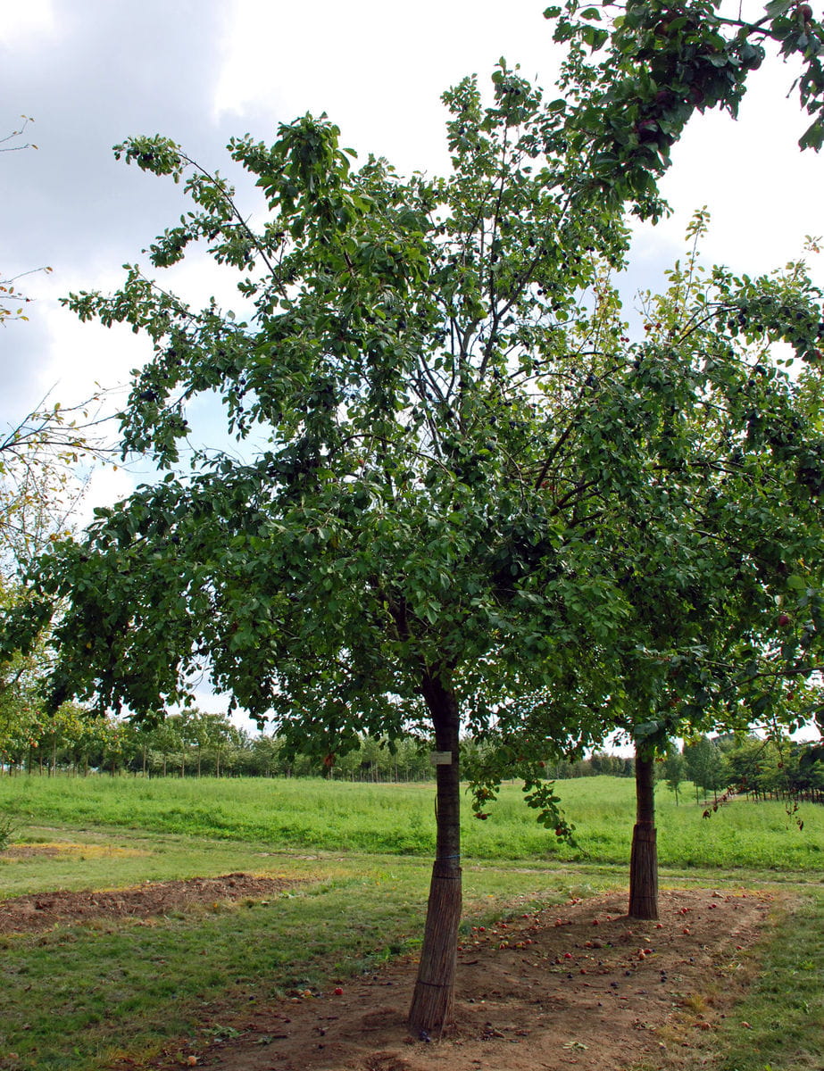 Zwetschge 'Bühler Frühzwetschge' • Prunus domestica 'Bühler Frühzwetschge' Ansicht 3