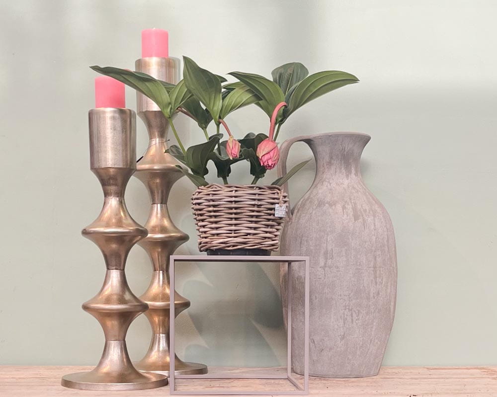 Medinille 'Candy' • Medinilla magnifica Candy Topfdurchmesser 17 cm, 55 cm hoch, 2 Etagen, 4 Knospen Topfware Ansicht 5