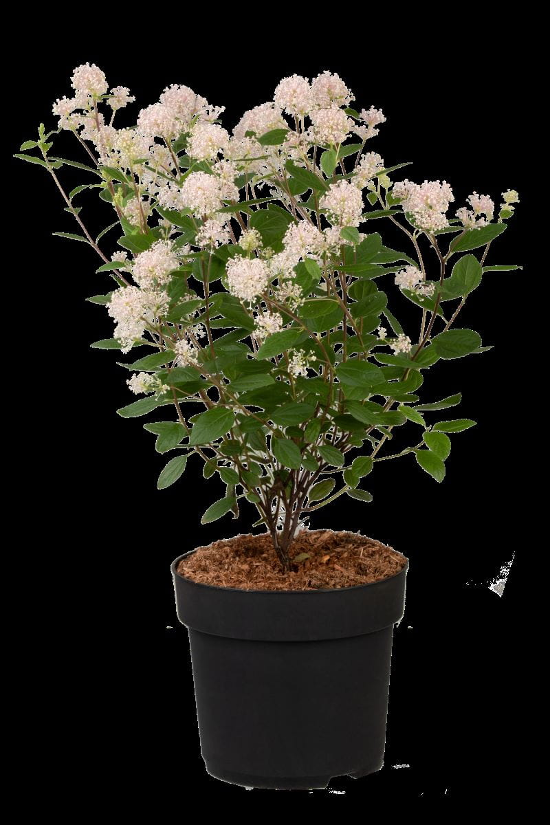 Säckelblume 'Marie Simon' • Ceanothus pallidus 'Marie Simon' Ansicht 4