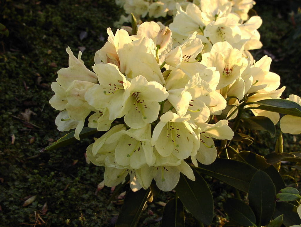 Rhododendron 'Goldinetta' • Rhododendron Hybride 'Goldinetta' Ansicht 1