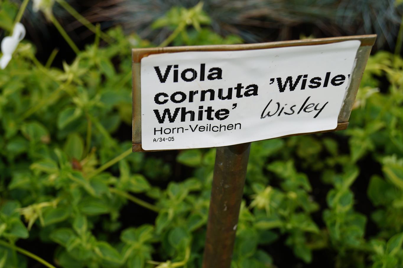 Horn-Veilchen 'Wisley White' • Viola cornuta 'Wisley White' Ansicht 3