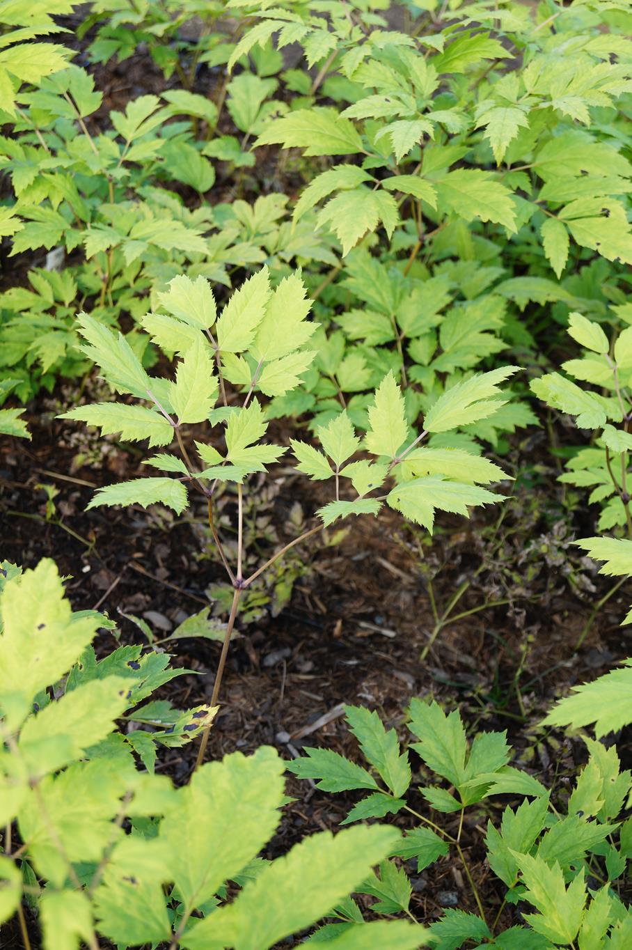 Lanzen Silberkerze • Cimicifuga racemosa var.cordifolia Ansicht 5