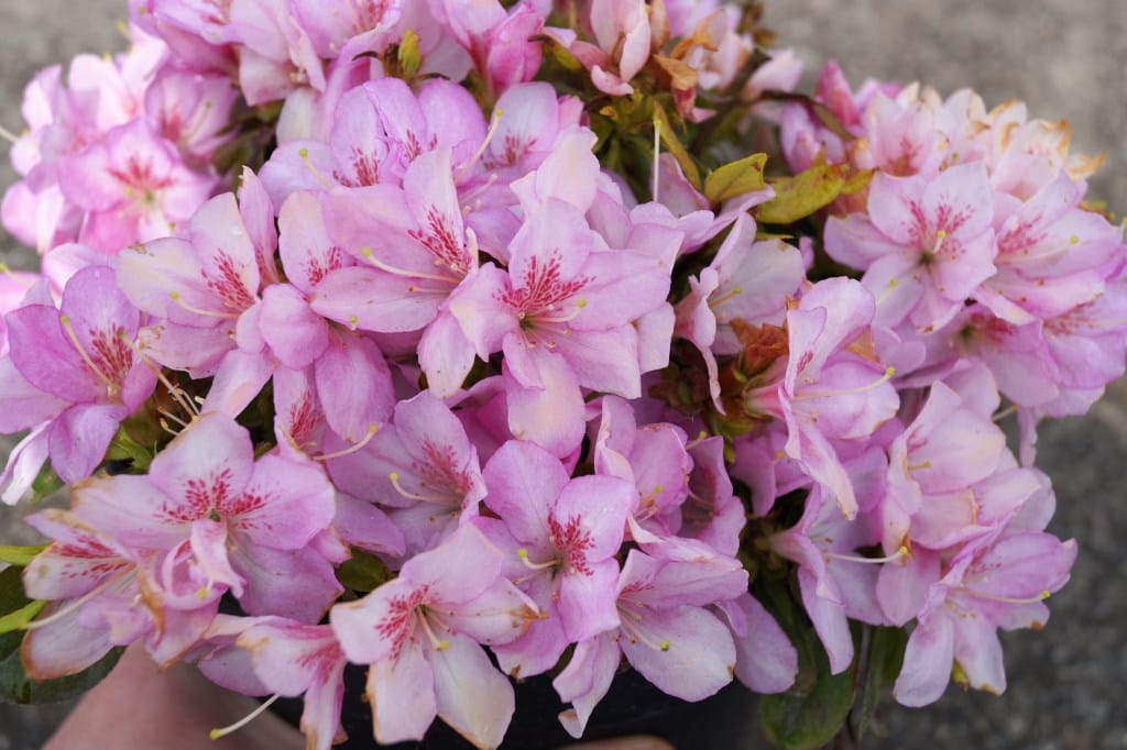 Japanische Azalee 'Negligé' • Rhododendron obtusum 'Negligé' Ansicht 2