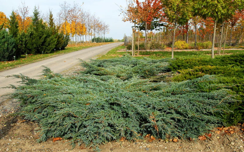 Blauer Kriechwacholder 'Blue Carpet' • Juniperus squamata 'Blue Carpet' Ansicht 1