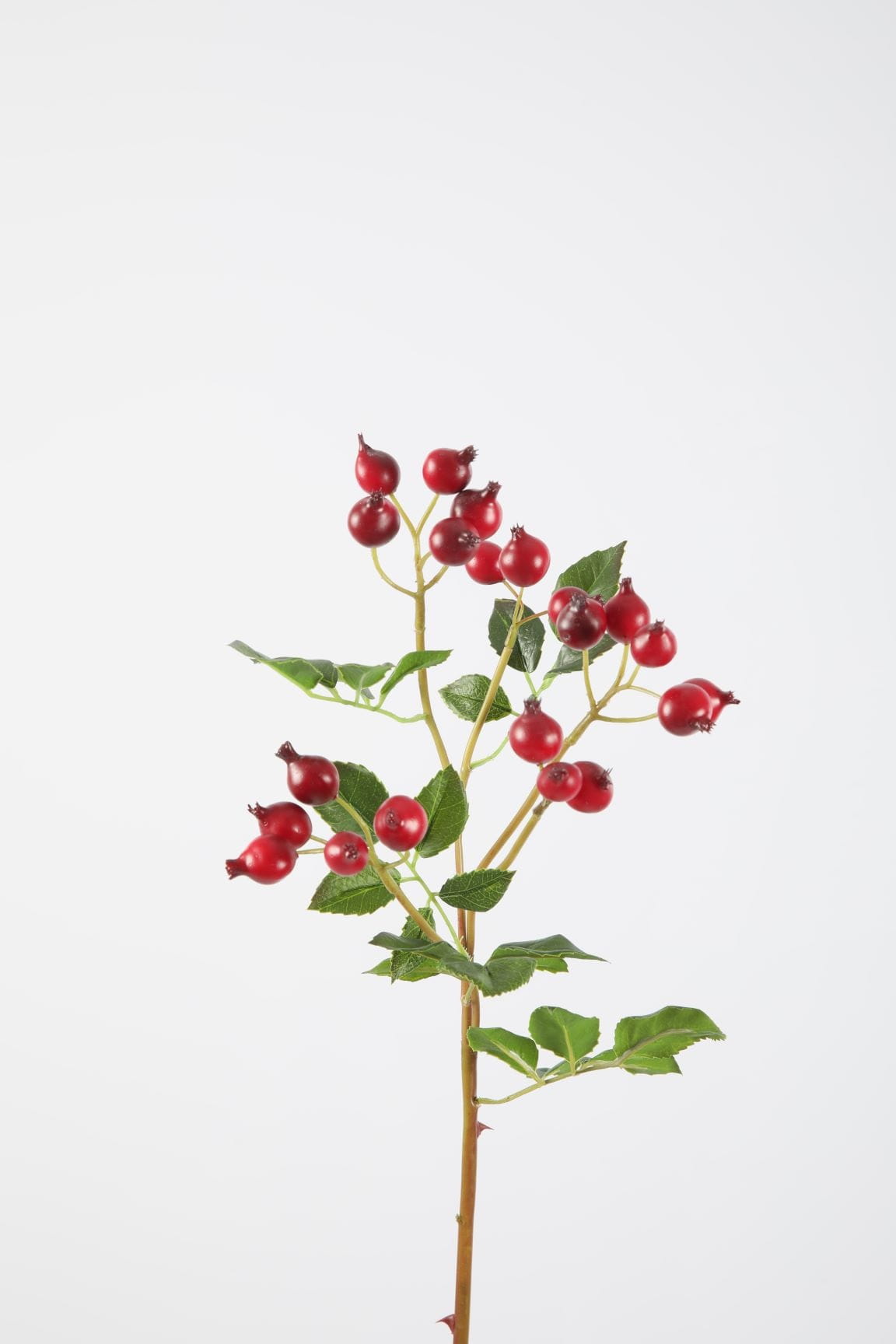 Colours & Green Seidenblume ROSEHIP Spray