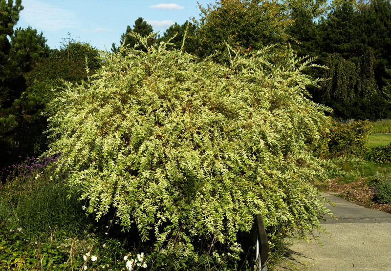 Japanische Harlekinweide 'Hakuro-Nishiki' • Salix integra 'Hakuro-Nishiki' Ansicht 9