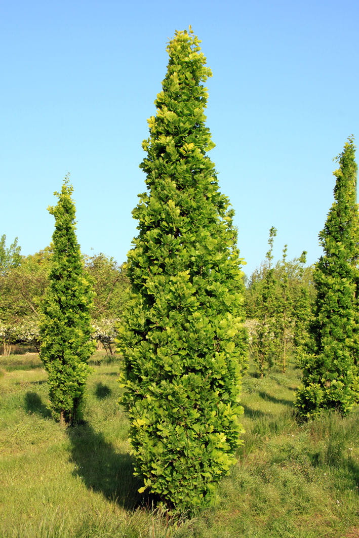 Eiche 'Fastigiata Koster' • Quercus robur 'Fastigiata Koster' Ansicht 1